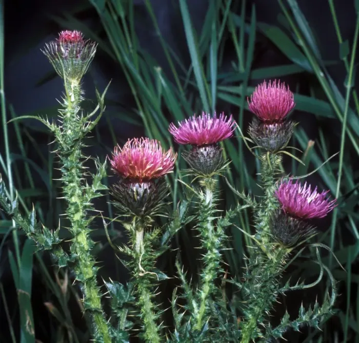 Framed Print : Flower - Thistle Welted(Carduus acanthoides) Close-up of flowers on plant Framed Print : Flower - Thistle Welted(Carduus acanthoides) Close-up of flowers on plant