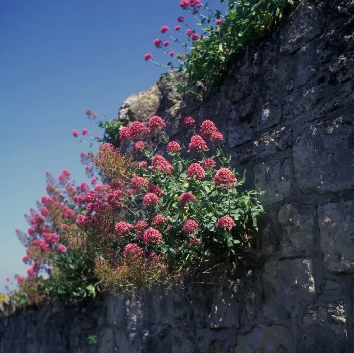 Framed Print : Flower - Valerian Red (Centranthus ruber) Growing on wall Framed Print : Flower - Valerian Red (Centranthus ruber) Growing on wall