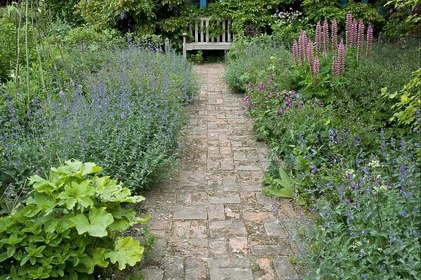 Flowerbeds and brick garden path, Norfolk, England may