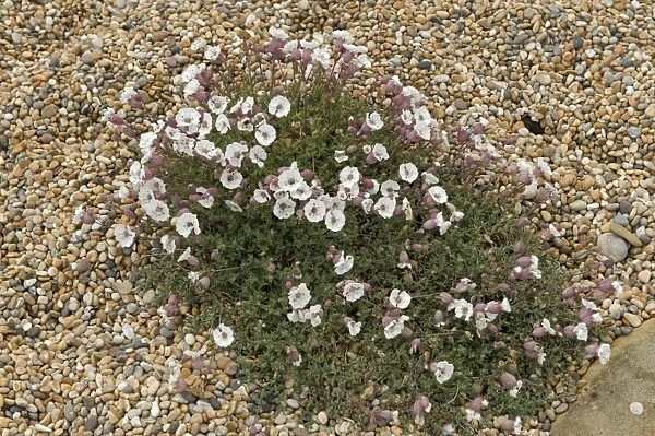 A flowering clump of sea campion, Silene maritima, on shingle and Chesil Beach in Dorset