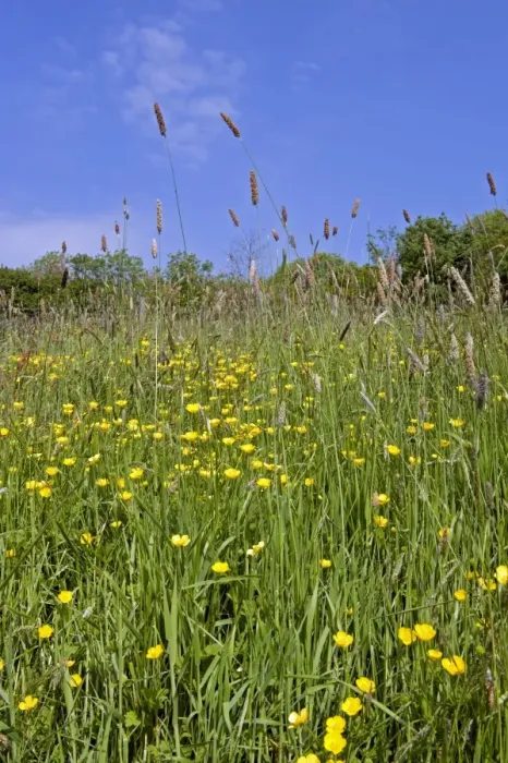 Framed Print : Flowering field buttercups, Ranunculus acris, a yellow carpet in green grass meadow on a bright spring day with trees Framed Print : Flowering field buttercups, Ranunculus acris, a yellow carpet in green grass meadow on a bright spring day with trees