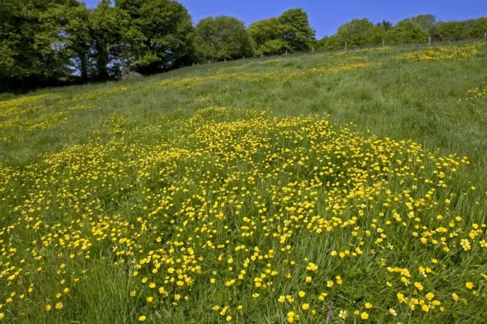 Framed Print : Flowering field buttercups, Ranunculus acris, a yellow carpet in green grass meadow on a bright spring day with trees Framed Print : Flowering field buttercups, Ranunculus acris, a yellow carpet in green grass meadow on a bright spring day with trees