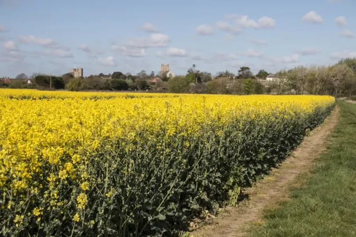 Framed Print : A flowering field of Rapeseed (Brassica napus), also known as oilseed rape