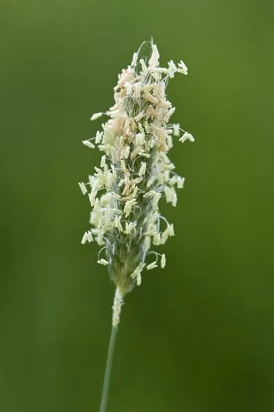 Flowering head of timothy grass, Phleum pratense, with male filaments and stamens