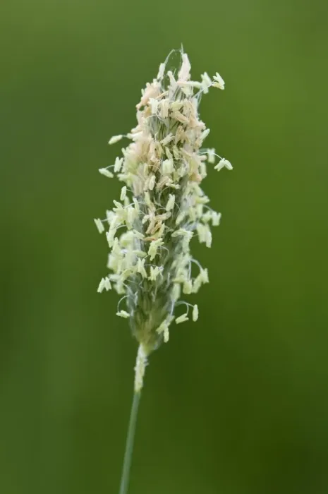 Framed Print : Flowering head of timothy grass, Phleum pratense, with male filaments and stamens