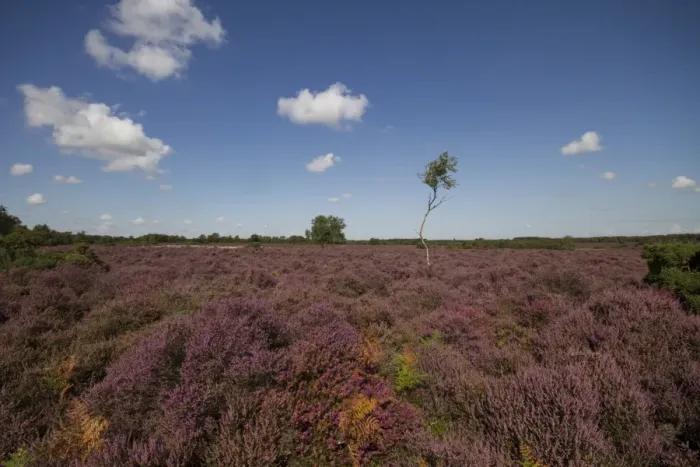 Framed Print : Flowering Heather and Silver Birch growing in the Sandlings Heath near Westleton Suffolk Framed Print : Flowering Heather and Silver Birch growing in the Sandlings Heath near Westleton Suffolk