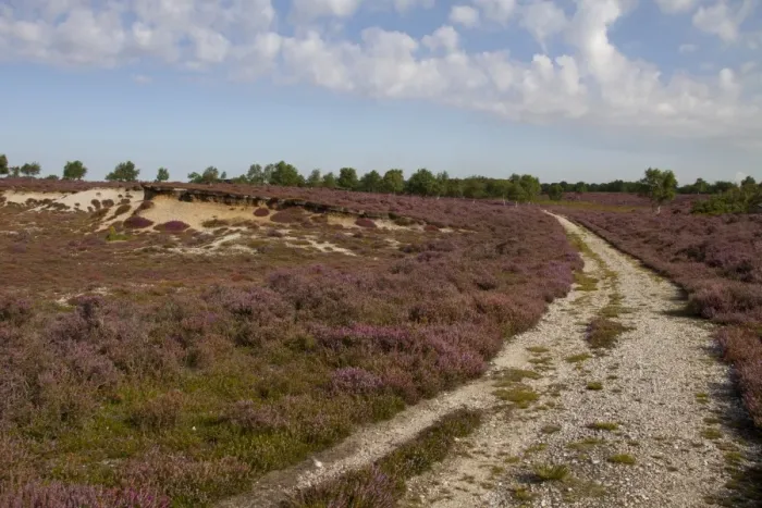 Framed Print : Flowering Heather on Westleton Heath part of the Sandlings Heath Suffolk Framed Print : Flowering Heather on Westleton Heath part of the Sandlings Heath Suffolk