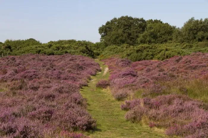 Framed Print : Flowering Heather on Westleton Heath part of the Sandlings Heath Suffolk