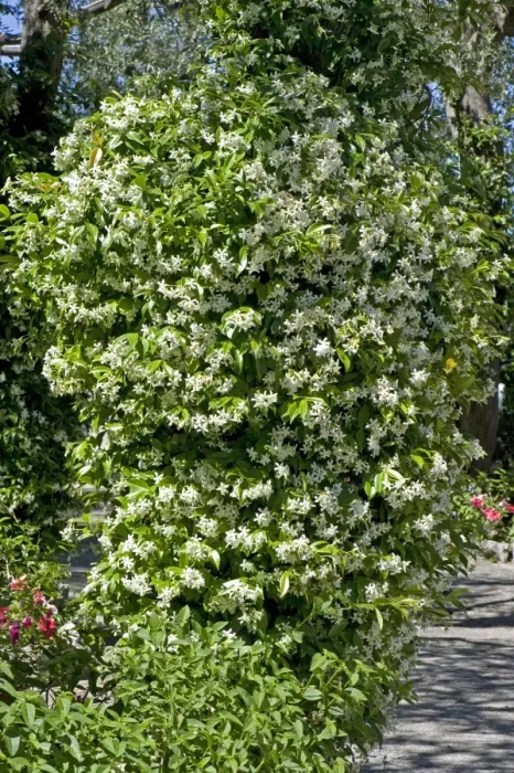 Framed Print : Flowering jasmine, Jasminum officinale, in a Mediterranean garden on the Bay of Naples near Sorrento in May Framed Print : Flowering jasmine, Jasminum officinale, in a Mediterranean garden on the Bay of Naples near Sorrento in May