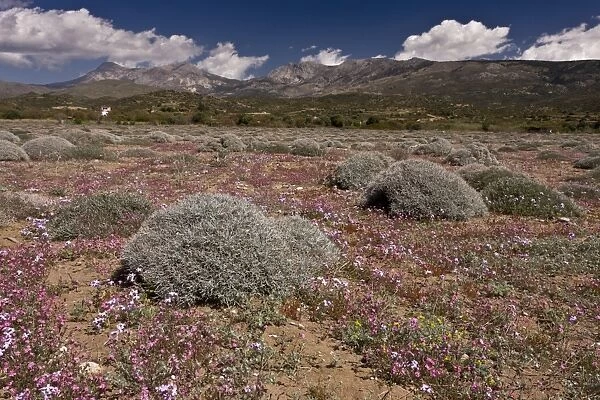 Flowering vegetation on beach, with mountains in background, Managhros, Chios, Greece, April