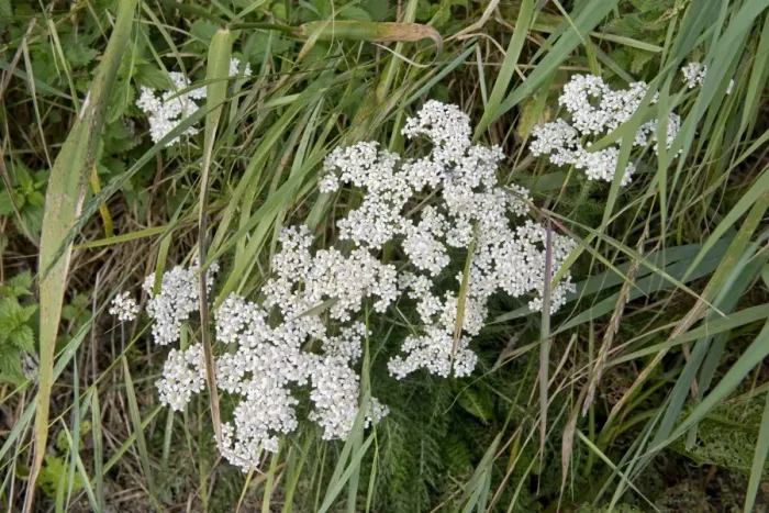 Framed Print : Flowering yarrow plant, Achillea millefolium, in a grass meadow Framed Print : Flowering yarrow plant, Achillea millefolium, in a grass meadow
