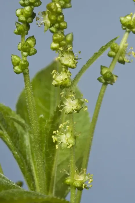 Framed Print : Flowers of dogs mercury, Mercurialis perennis Framed Print : Flowers of dogs mercury, Mercurialis perennis