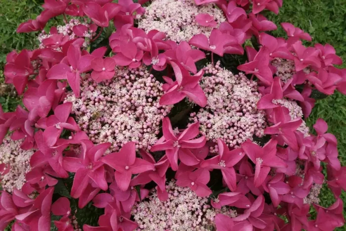 Framed Print : Flowers of Hydrangea macrophylla Red Lacecap, bigleaf hydrangea small female flowers ringed by larger male Framed Print : Flowers of Hydrangea macrophylla Red Lacecap, bigleaf hydrangea small female flowers ringed by larger male