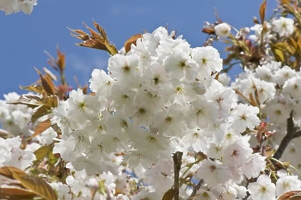 Flowers on an ornamental flowering cherry tree Prunus ' Shizuka' or Fragrant Cloud young red leaves against a