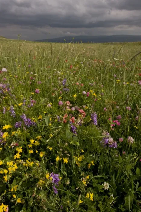 Framed Print : Flowery hay meadow with approaching storm, eastern side of Cam Pass (Cam Gecidi) towards Ardahan, Anatolia, Turkey