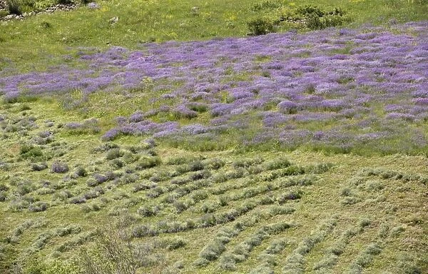 Flowery hay meadow being cut by hand, Vaukdagi Pass, Karakavan Mountains, Pontic Mountains, Anatolia, Turkey, July