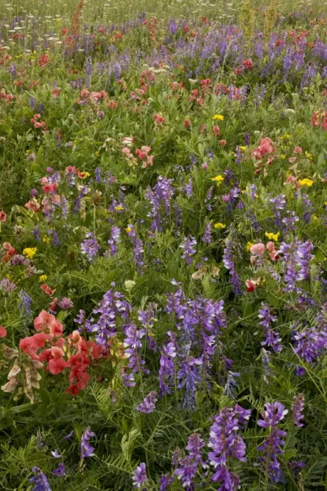 Framed Print : Flowery hay meadow with Persian Everlasting Pea (Lathyrus rotundifolius ssp)