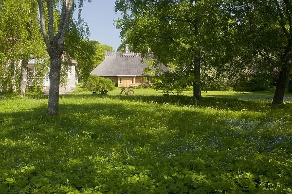 Flowery wooded meadow at edge of village, Koguva Museum Village, Muhu Island, Estonia, may