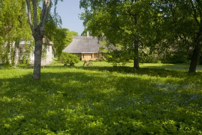 Framed Print : Flowery wooded meadow at edge of village, Koguva Museum Village, Muhu Island, Estonia, may Framed Print : Flowery wooded meadow at edge of village, Koguva Museum Village, Muhu Island, Estonia, may