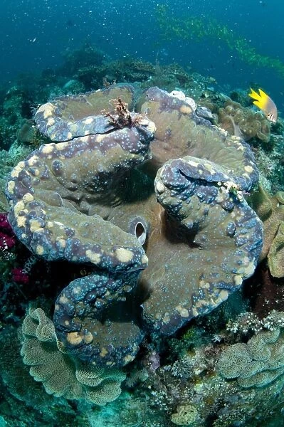 Fluted Giant Clam (Tridacna squamosa) adult, mantle and siphon, Mioskon, Dampier Straits, Raja Ampat, West Papua