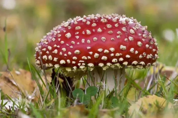 Framed Print : Fly Agaric (Amanita muscaria) freshly sprouted fruiting body, growing in grass, Basingstoke, Hampshire, England Framed Print : Fly Agaric (Amanita muscaria) freshly sprouted fruiting body, growing in grass, Basingstoke, Hampshire, England