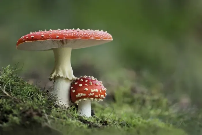 Framed Print : Fly Agaric (Amanita muscaria) two fruiting bodies, growing in woodland, Derbyshire, England, september