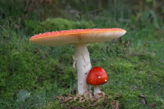 Framed Print : Fly Agaric (Amanita muscaria) fruiting bodies, growing amongst moss in Silver Birch (Betula pendula) woodland Framed Print : Fly Agaric (Amanita muscaria) fruiting bodies, growing amongst moss in Silver Birch (Betula pendula) woodland