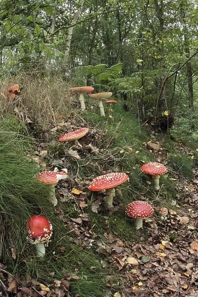 Fly Agaric (Amanita muscaria) fruiting bodies, growing in woodland habitat, Derbyshire, England, september