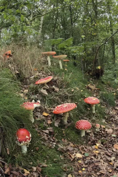 Framed Print : Fly Agaric (Amanita muscaria) fruiting bodies, growing in woodland habitat, Derbyshire, England, september