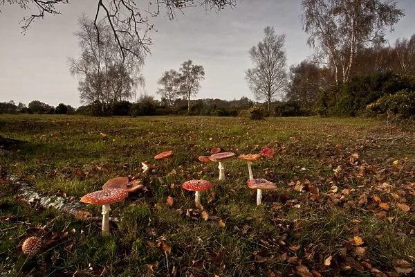 Fly Agaric (Amanita muscaria) fruiting bodies, group growing under birch tree in old grassland habitat, Gorley Common