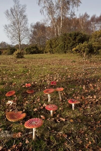 Fly Agaric (Amanita muscaria) fruiting bodies, group growing under birch tree in old grassland habitat, Gorley Common