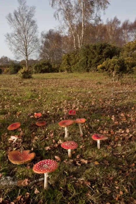 Framed Print : Fly Agaric (Amanita muscaria) fruiting bodies, group growing under birch tree in old grassland habitat, Gorley Common Framed Print : Fly Agaric (Amanita muscaria) fruiting bodies, group growing under birch tree in old grassland habitat, Gorley Common