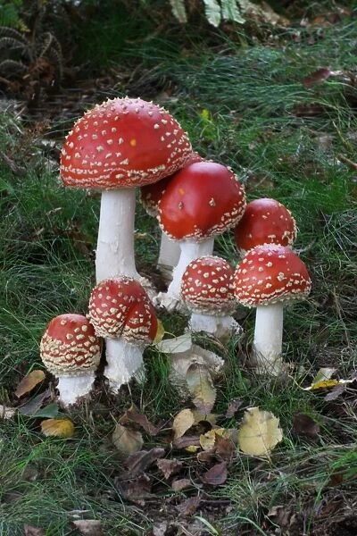 Fly Agaric (Amanita muscaria) fruiting bodies, group growing in Silver Birch (Betula pendula) woodland, Leicestershire