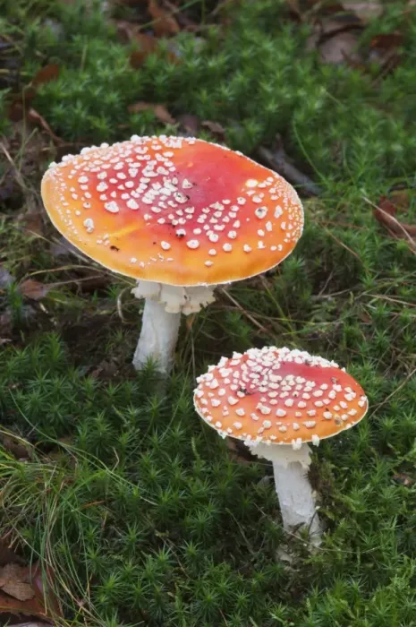 Framed Print : Fly Agaric (Amanita muscaria) fruiting bodies, growing amongst moss in woodland, Kent, England, november Framed Print : Fly Agaric (Amanita muscaria) fruiting bodies, growing amongst moss in woodland, Kent, England, november