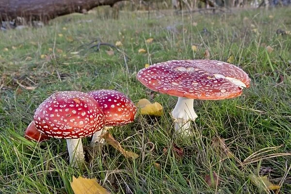 Fly Agaric (Amanita muscaria) fruiting bodies, growing amongst grass, Minsmere RSPB Reserve, Suffolk, England, October
