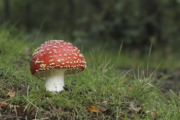 Fly Agaric (Amanita muscaria) fruiting body, growing in woodland, Derbyshire, England, september