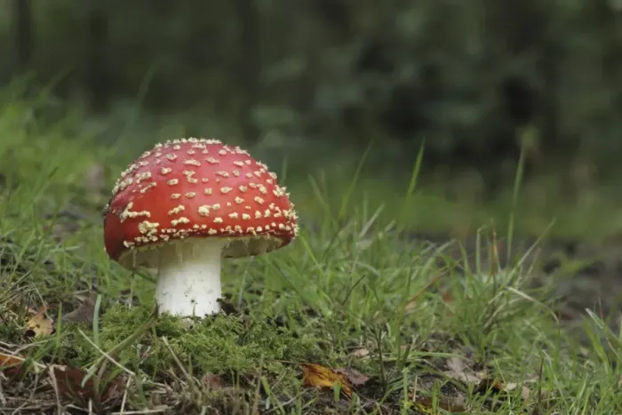 Framed Print : Fly Agaric (Amanita muscaria) fruiting body, growing in woodland, Derbyshire, England, september Framed Print : Fly Agaric (Amanita muscaria) fruiting body, growing in woodland, Derbyshire, England, september
