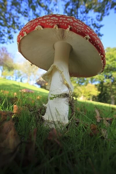 Fly Agaric (Amanita muscaria) fruiting body, growing in grass under Birch (Betula sp. ) trees, Powys, Wales, october