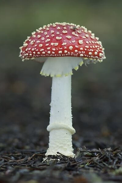 Fly Agaric (Amanita muscaria) fruiting body, with Harvestman (Opiliones sp. ) on cap, Kent, England, october