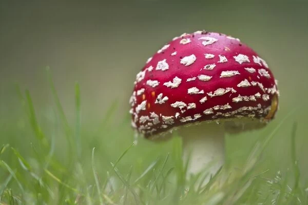 Fly Agaric (Amanita muscaria) fruiting body, growing amongst grass, Derbyshire, England, september