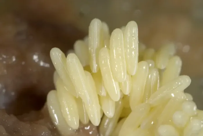 Framed Print : Fly eggs laid on rotting meat