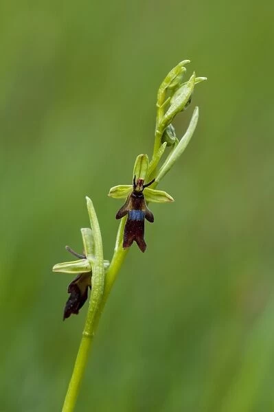 Fly Orchid (Ophrys insectifera) close-up of flowerspike, growing on roadside verge, Sandside, Cumbria, England, May