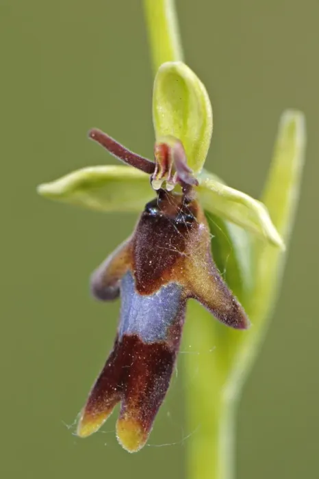 Framed Print : Fly Orchid (Ophrys insectifera) close-up of flower, Italy, may Framed Print : Fly Orchid (Ophrys insectifera) close-up of flower, Italy, may