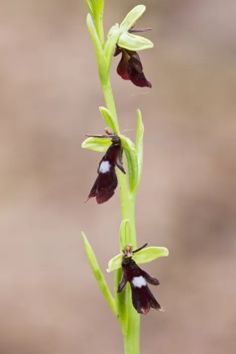 Framed Print : Fly Orchid (Ophrys insectifera) close-up of flowerspike, Chappetts Close, Hampshire, England, May Framed Print : Fly Orchid (Ophrys insectifera) close-up of flowerspike, Chappetts Close, Hampshire, England, May
