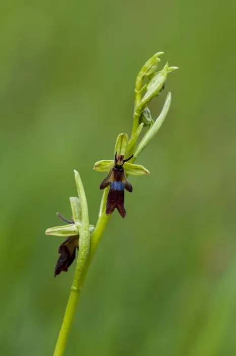 Framed Print : Fly Orchid (Ophrys insectifera) close-up of flowerspike, growing on roadside verge, Sandside, Cumbria, England, May Framed Print : Fly Orchid (Ophrys insectifera) close-up of flowerspike, growing on roadside verge, Sandside, Cumbria, England, May