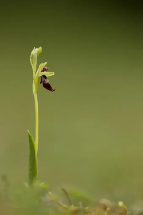 Framed Print : Fly Orchid (Ophrys insectifera) flowering, Peak District, Derbyshire, England, may