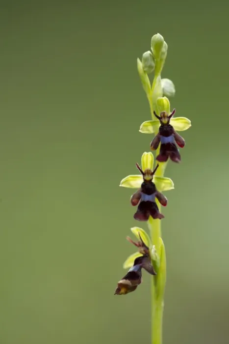 Framed Print : Fly Orchid (Ophrys insectifera) flowering, Peak District, Derbyshire, England, may Framed Print : Fly Orchid (Ophrys insectifera) flowering, Peak District, Derbyshire, England, may