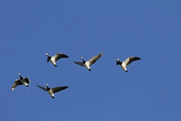 Framed Print : Flying Barnacle Geese on Islay Scotland Framed Print : Flying Barnacle Geese on Islay Scotland