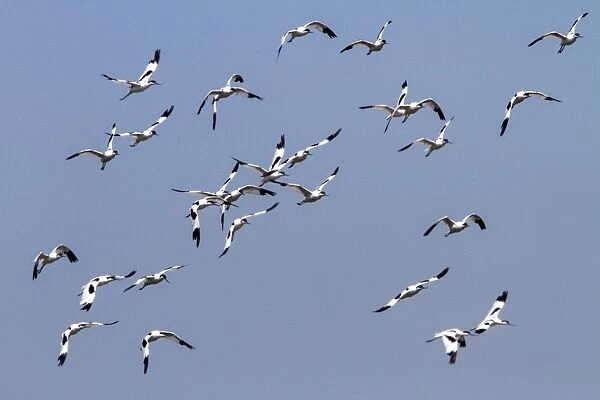 Flying flock of Avocets - Havergate Marsh Suffolk