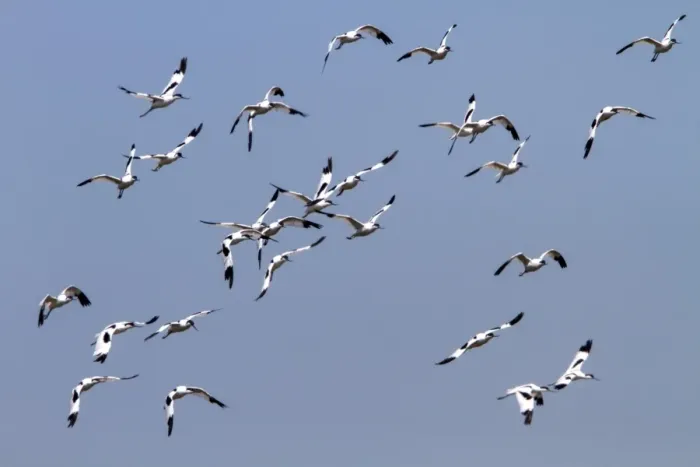 Framed Print : Flying flock of Avocets - Havergate Marsh Suffolk Framed Print : Flying flock of Avocets - Havergate Marsh Suffolk